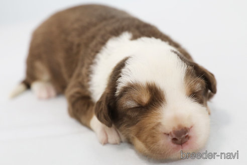 成約済の神奈川県のボーダーコリー-319174の7枚目